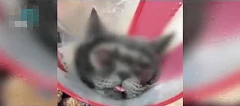 主人花1万元给猫咪割双眼皮，被网友狂怼：有考虑过猫的感受吗？