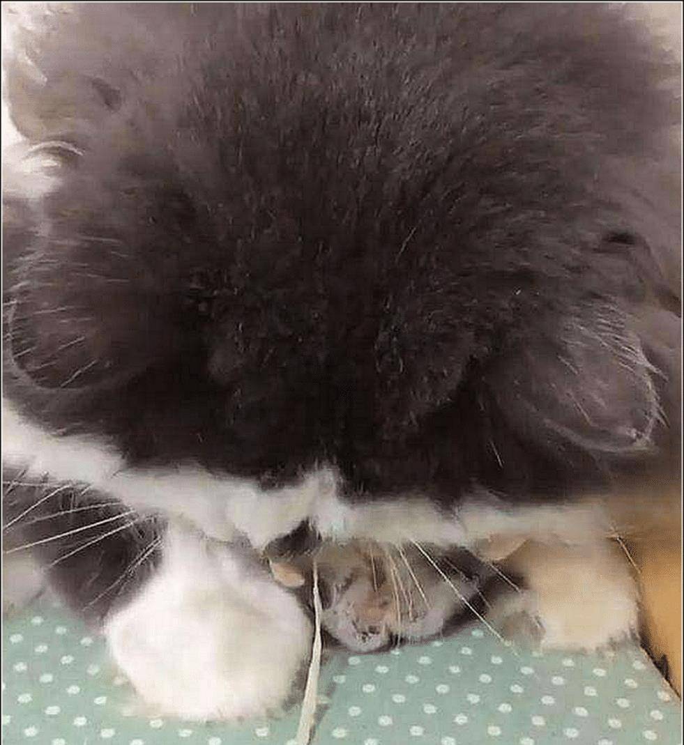 女主下班回家,发现猫咪抱着东西玩,觉得奇怪,走近一看被萌翻了 女主下班回家,发现猫咪抱着东西玩,觉得奇怪,走近一看被萌翻了