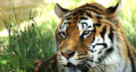 猎豹排名_猎豹简笔画(2)