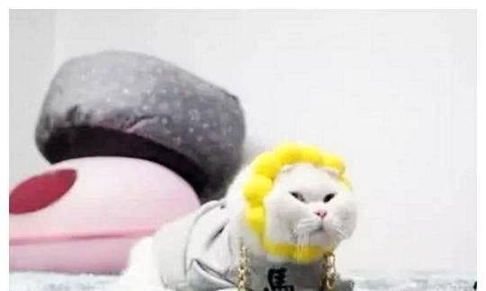 女子给猫买了头套，幻想中的买家秀