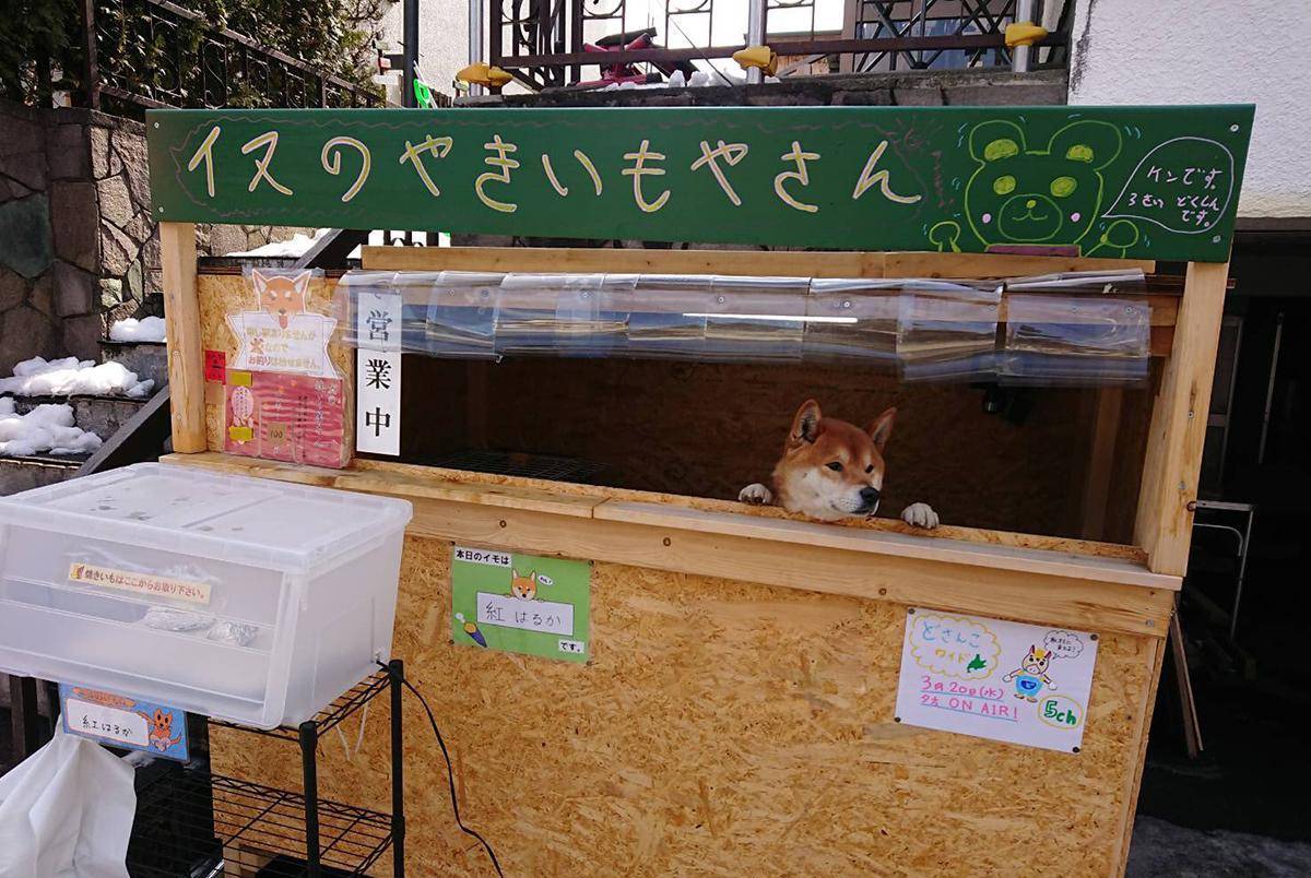 柴犬路边卖烤地瓜，只收钱不找钱，生意火爆整条街