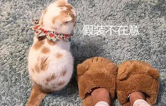 主人带回两只“猫”，家里原配却醋意大发：说好的只爱我一个呢？