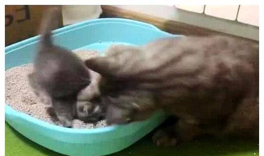小奶猫正在上厕所,母猫在旁边盯着,发现少了步骤,直接一巴掌 小奶猫正在上厕所,母猫在旁边盯着,发现少了步骤,直接一巴掌