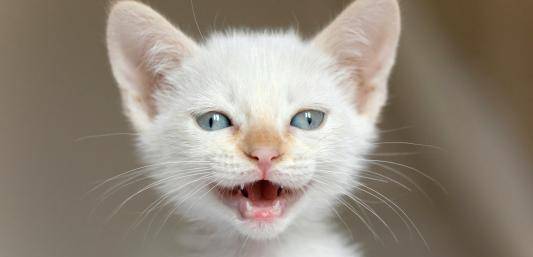 想知道猫猫在想什么?猫的语言字典请接收 想知道猫猫在想什么?猫的语言字典请接收