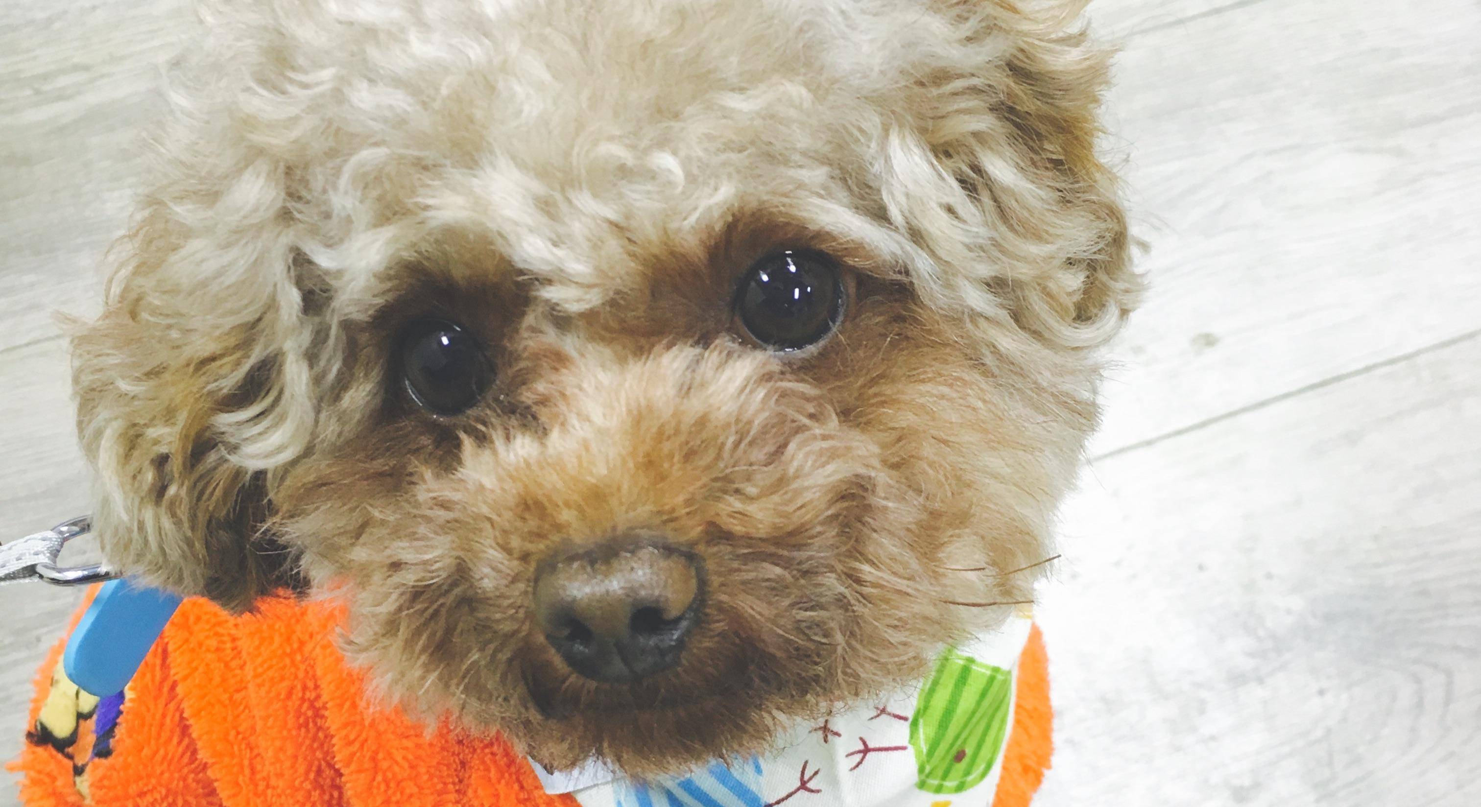 出了名的5种 怂 狗 最后一个体型巨大 见人就怕