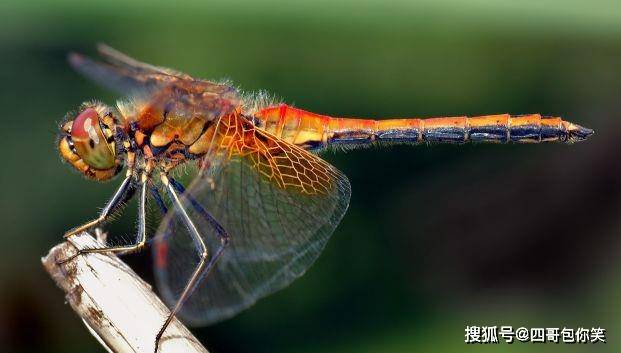 最被低估的昆虫 蜻蜓 飞行界的真正王者 捕猎成功率高达95 能力