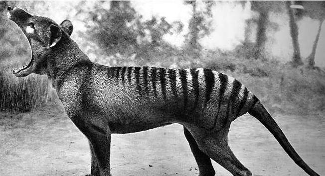 袋鼠育儿的视频 084809d8a0e04741bd225ba5fadbe0b7.jpeg