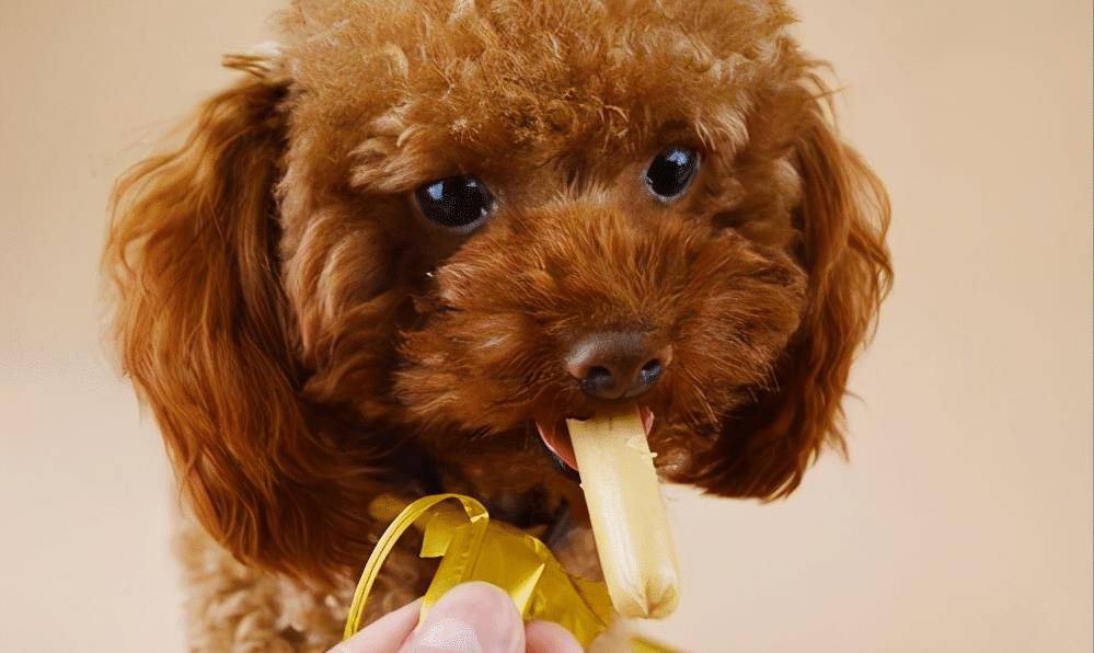 肉类|适合狗狗吃的6款“零食”，好吃还不贵！