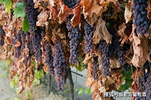 葡萄|意大利圣酒,科普最常见的100种葡萄酒佳酿之一的意大利圣酒!