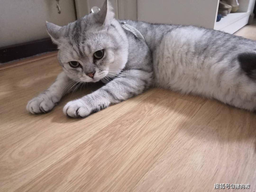 公猫成年后老喜欢往外跑竟是因为它