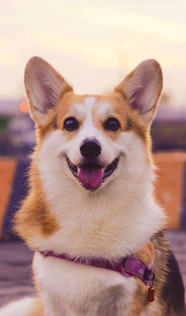 观点评论|小巧巨萌的短腿柯基,其实非常脆弱,要主人的细心照顾