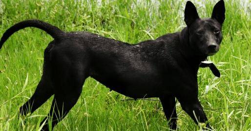这种 土狗 可不是中华田园犬 生活在台湾 如今已被更名 狗狗