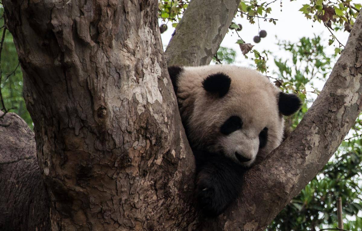 秦岭游玩碰见大熊猫怎么办，这些驴友的操作亮了，最后2个太搞笑