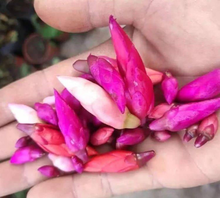 家里的蟹爪兰 出现花苞凋落 应该是这几个方面的原因 开花