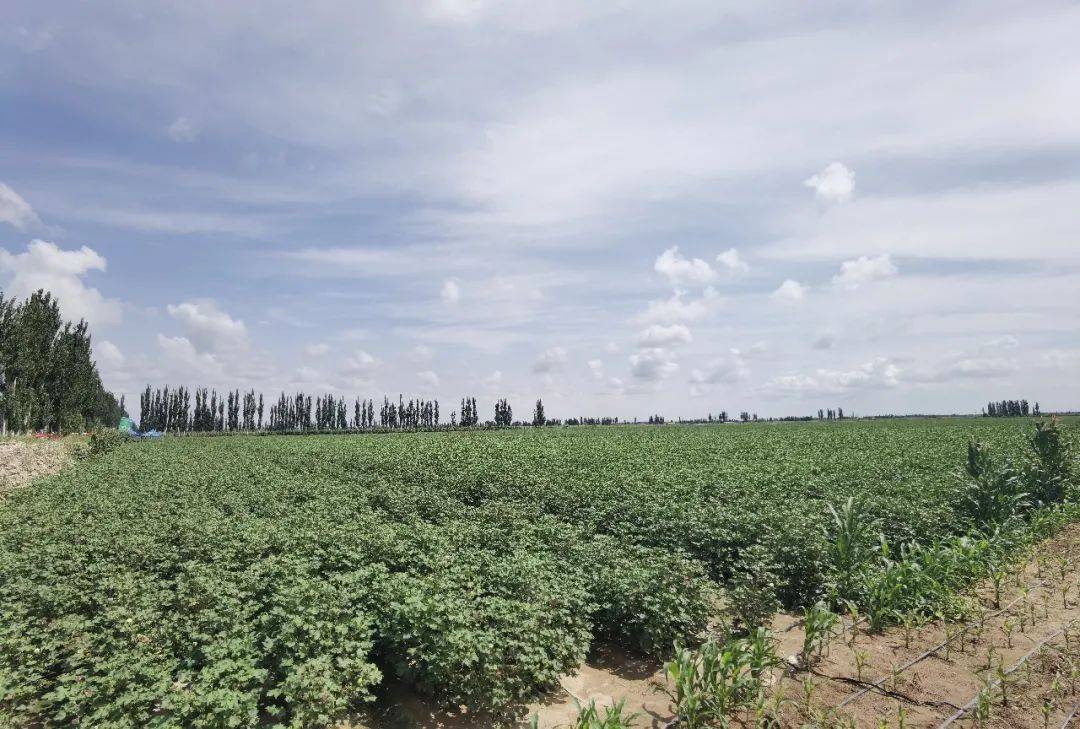 新疆棉花种植基地图片
