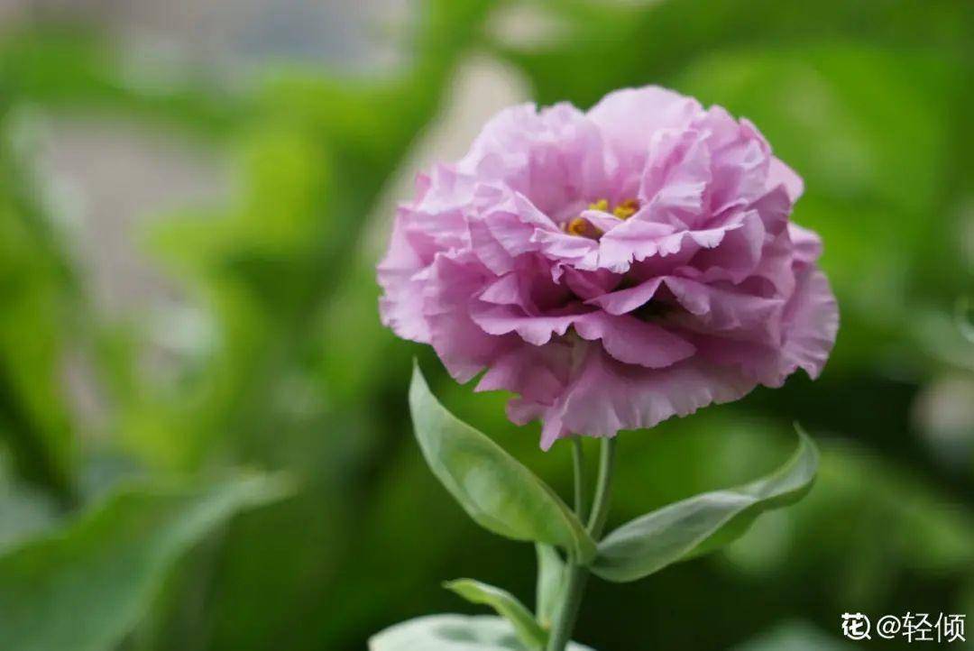 花市 一次性 的盆栽 开完花就死 未免太可惜 花苞