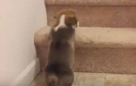 良心|柯基怎么也爬不上楼梯,一旁的主人笑疯了,你良心不会痛吗?