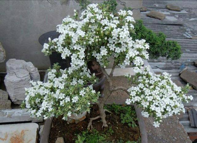 漂亮的六月雪上盆以后应该如何养护?