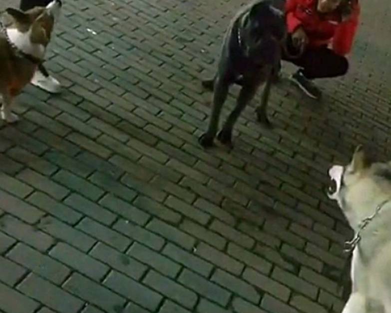 身后|哈士奇街头犯二，挑衅霸气猛犬卡斯罗，但是猛犬却怂了……