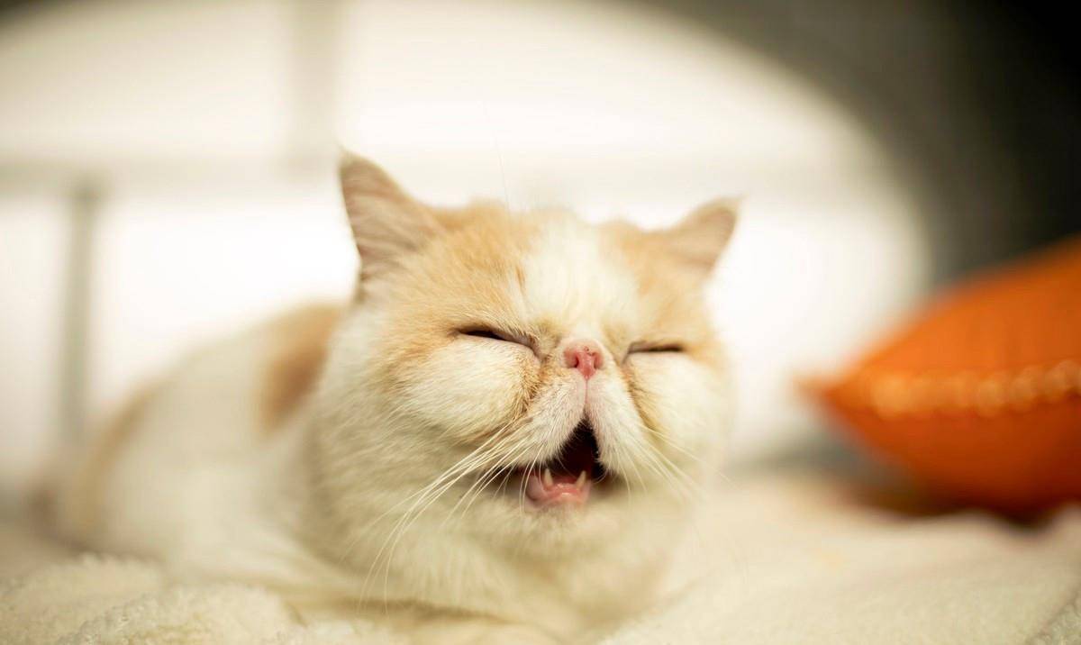 因为|加菲猫被丢桥下，与苍蝇为伴，看见人类后，它的反应让人想哭！