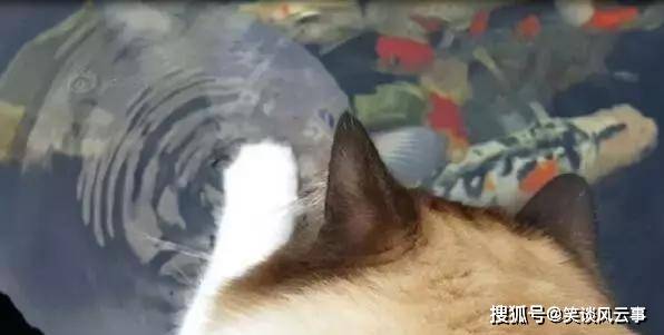 怎么抓小猫舒服 e1eb9d7d7ad94798b33429c634a29be2.jpeg