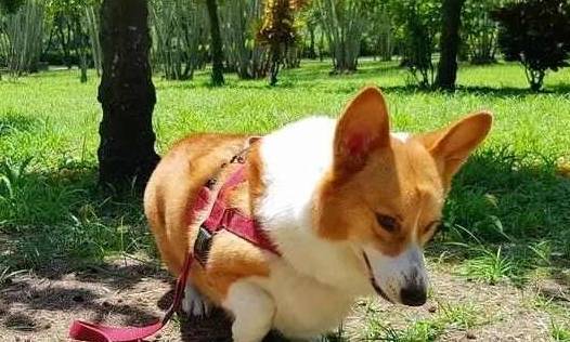 猫狗|主人假装晕倒测试柯基的反应,没想到柯基竟尿尿做标记,然后……