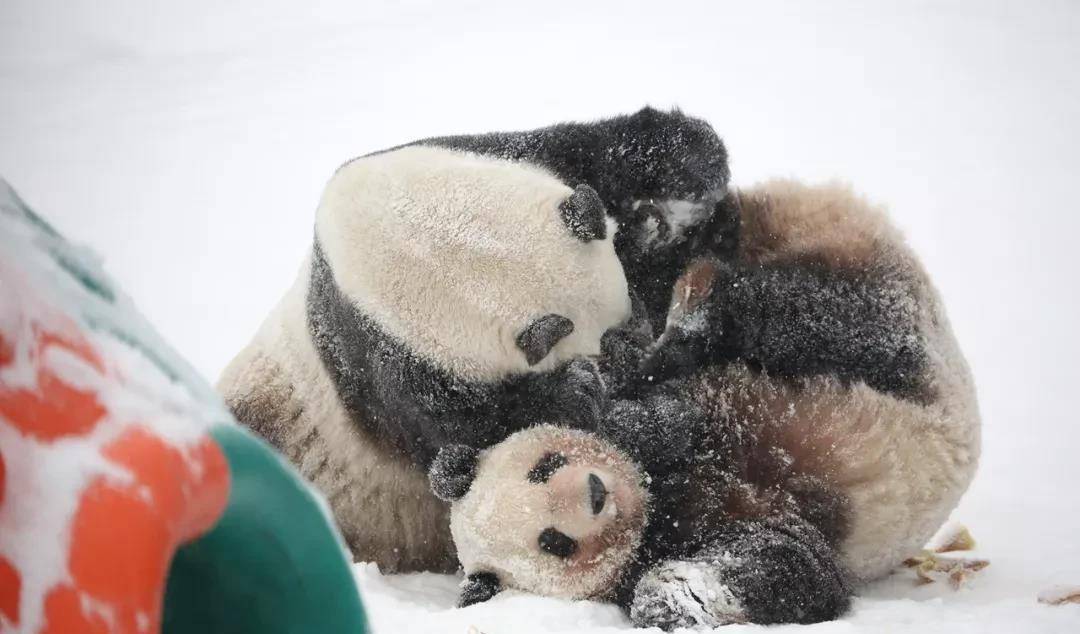 撒欢 “川妹子”偏爱北方的大雪，尽情撒欢儿，萌趣无限！