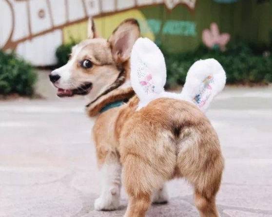 肠胃|原来这才是柯基“断尾”的原因，你会让它断尾吗？