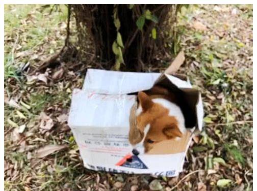 观点评论|公园箱子里有只柯基，以为是被遗弃，拆开里面的红包后，落泪了