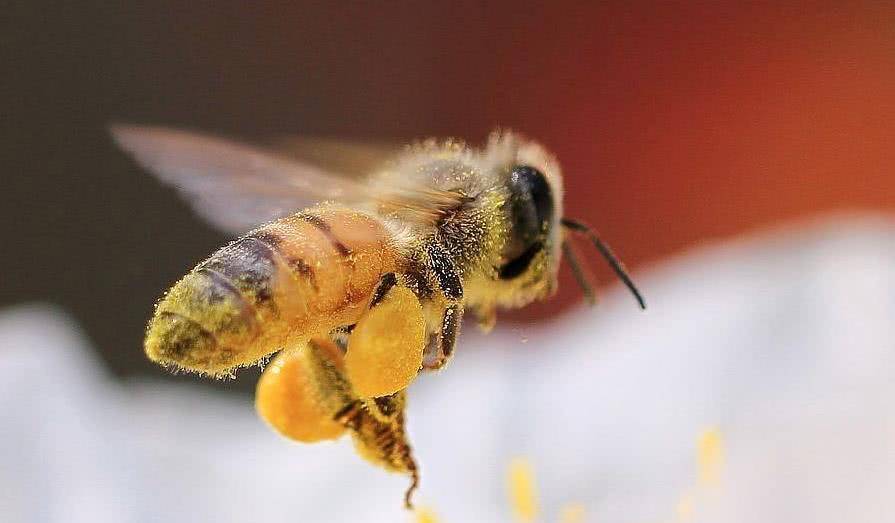 梦境迷踪,解析梦见许多蜜蜂追着自己跑的深层含义 梦境迷踪,解析梦见许多蜜蜂追着自己跑的深层含义