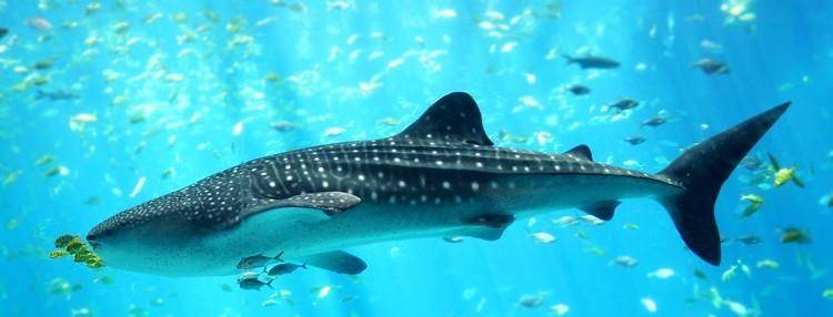 世间海底生物_海底世界生物名称大全_海底生物世界