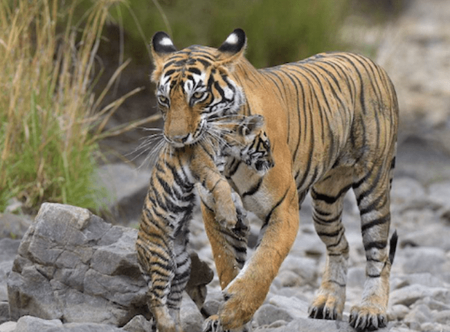 豹是老虎生的吗 e26886ea05794170b6ba8cec944d4a36.png