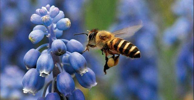 昆虫的排名_昆虫简笔画(2)