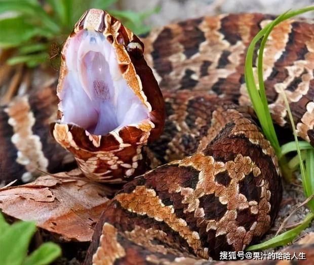 原创烂肉王实力到底如何毒性一般是真但毁容实力货真价实