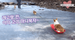 阿泽西|韩国小哥舍弃终身大事，只为养8只柯基！谁能拒绝它们的魅力？