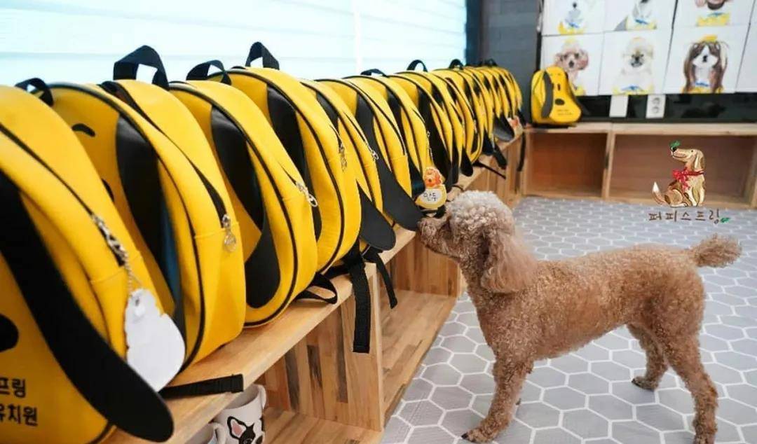 活动|韩国宠物幼儿园开学，狗狗们的新校服萌翻了！还有专属书包口水巾