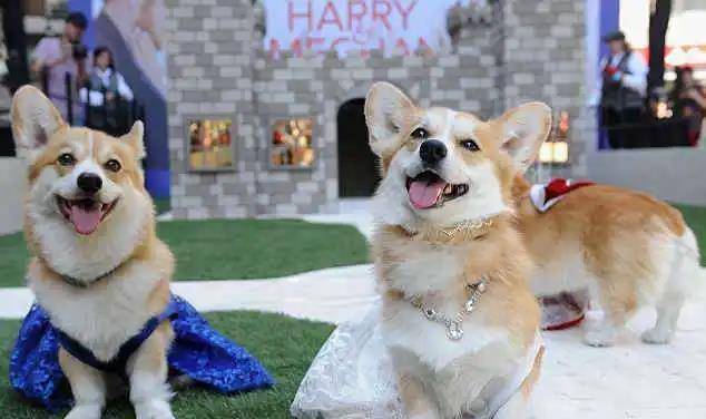 阿泽西|韩国小哥舍弃终身大事，只为养8只柯基！谁能拒绝它们的魅力？