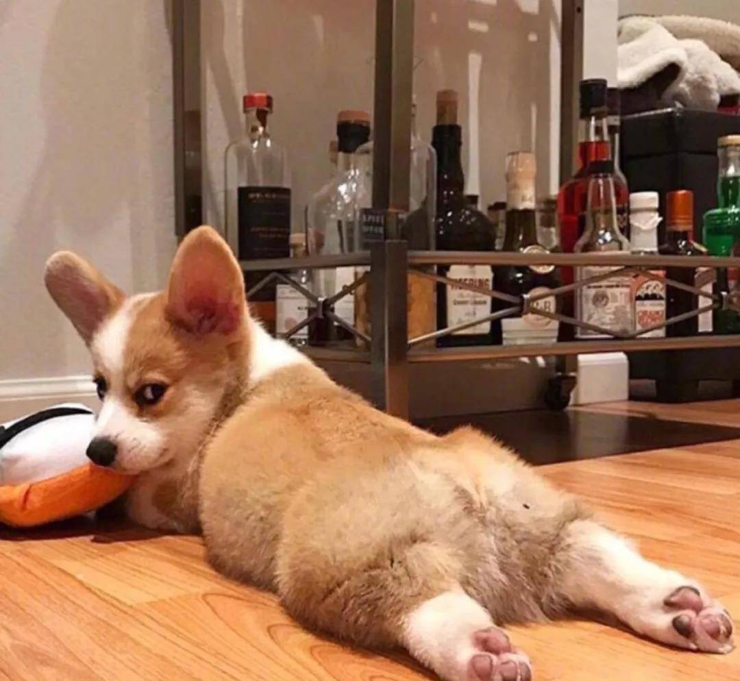 阿泽西|韩国小哥舍弃终身大事，只为养8只柯基！谁能拒绝它们的魅力？