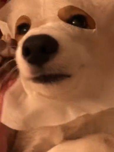 宠物|柯基学会了敷面膜，头一伸爪子一扶就搞掂，精致汪！