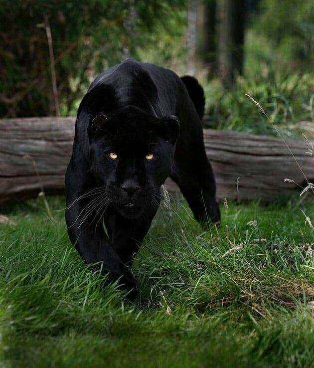 黑豹，隐匿在密林深处的幽灵猎手！_黑色