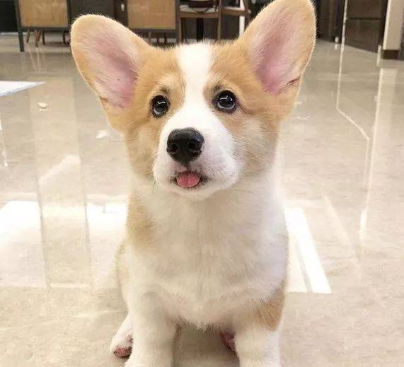 Donut|柯基的长舌头总是放外面,萌得有些犯规,据说是科学散热