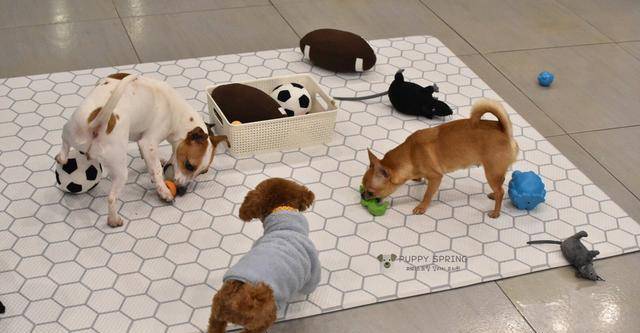 什么|韩国狗狗幼儿园，一夜之间走红网络，集体睡午觉的样子萌翻众人