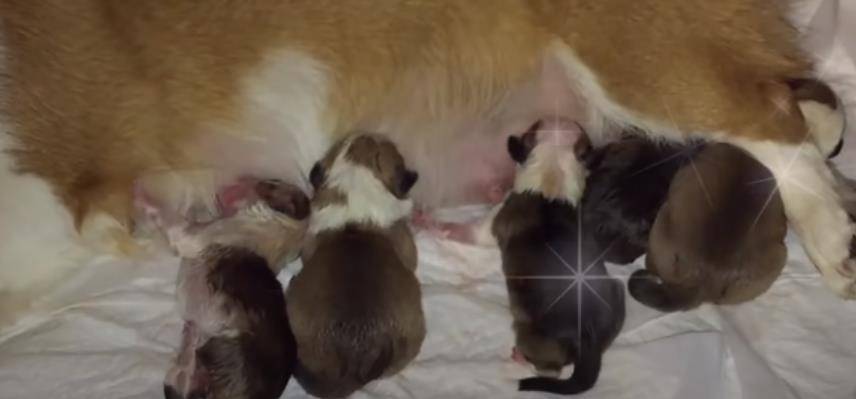 阿泽西|韩国小哥舍弃终身大事，只为养8只柯基！谁能拒绝它们的魅力？