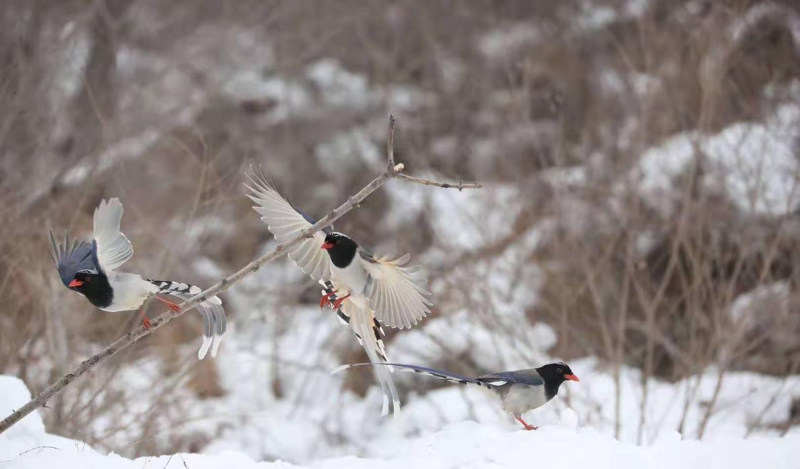 雪后的太行看见普通又很美的鸟，觅食低飞的身姿很优雅，你见过吗