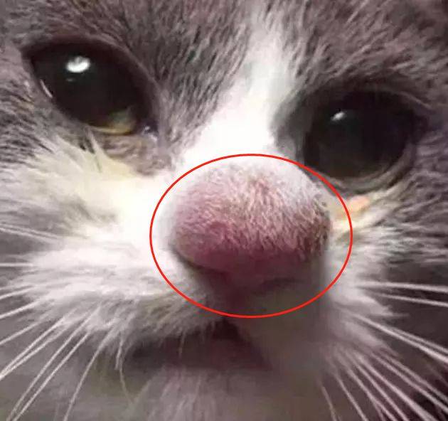猫咪的鼻子被马蜂蛰了,肿得像个小丑鼻,主人:容我笑一下
