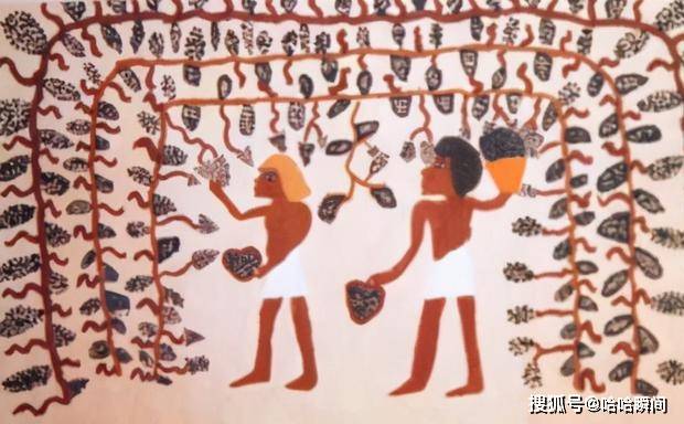 技术|1650年前的葡萄酒还能不能喝？考古学家纠结了100年，为何不打开