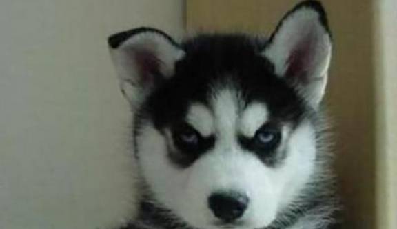 饮食|狗狗“恨你”的7大表现，你家狗子有吗？