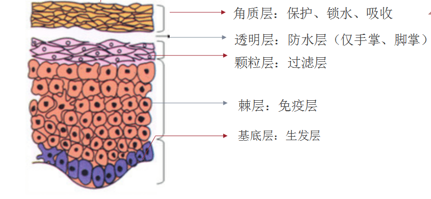表皮层|不了解皮肤基础结构和类型，就别谈改善皮肤问题！