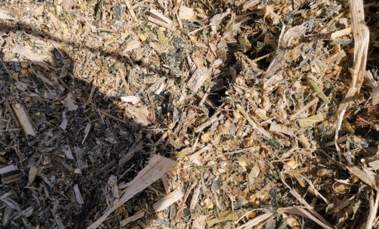 如何用地底式发酵窑做青贮饲料发酵,泓农有妙招!