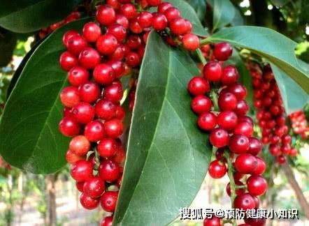 肝脏|它是乙肝人群的“福音”，经常吃，肝硬化、肝癌不敢“上门”！